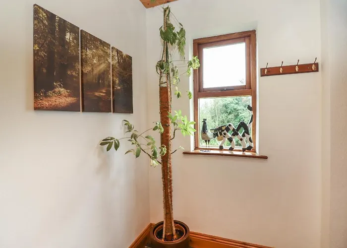 Silver Birch Cuar an Chláir